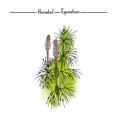 Horsetail Medical Herbs watercolor vector illustration