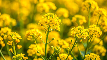Obraz premium Yellow rapeseed field in the field and picturesque sky with white clouds. Blooming yellow canola flower meadows. Rapeseed crop in Ukraine.