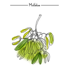 Mistletoe Medical Herbs vector illustration