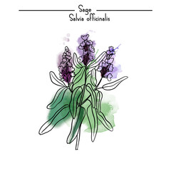 Sage Medical Herbs vector illustration