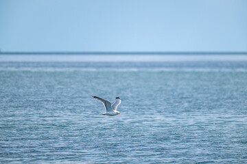 Silbermöwe, larus argentatus, über der Ostsee bei Eckernförde,Schleswig-Holstein, Deutschland