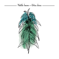 Stinging nettle Medical Herbs vector illustration