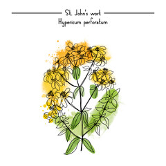 St Johns wort Medical Herbs vector illustration