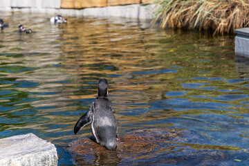 Cute penguin swimming in water