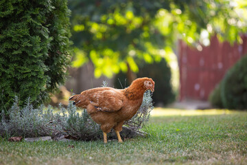 Hens grazing on grass in a free range organic farm
