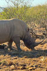Fototapeta premium A wild rhino spotted on safari in South Africa.