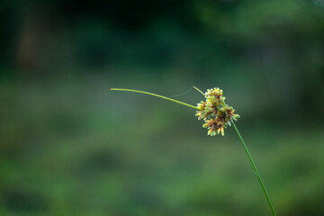 bee on a dandelion