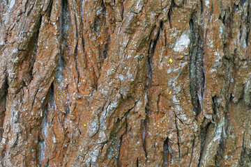 Reddish brown texture of tree bark close-up. Intricate pattern of natural rough surface of trunk....