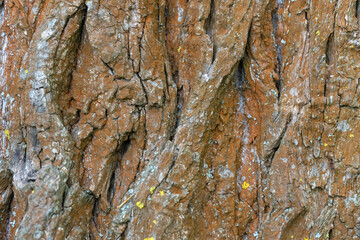 Reddish brown texture of tree bark close-up. Intricate pattern of natural rough surface of trunk. Cracked rough skin of wooden ginger brown nature background. Natural embossed wallpaper and texture.