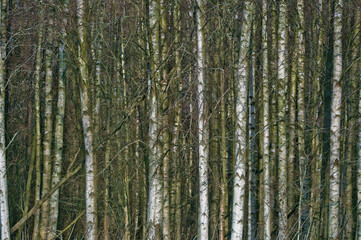wood texture in dense forest
