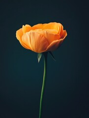 Naklejka premium Orange flower on dark background
