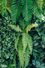 Close-up view of tropical green leaves showcasing their detailed texture, creating an abstract background.