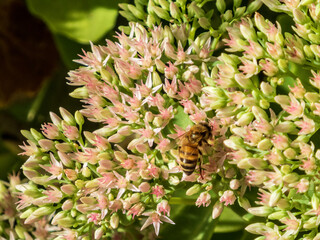 A bee collects nectar on a sedum flower close-up