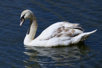 Schwan im See