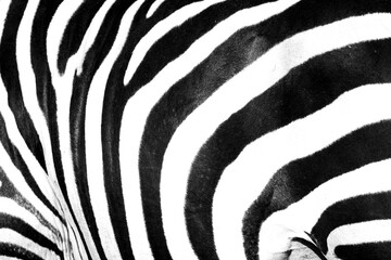 Close-up of zebra stripes in black and white in Nakuru, Kenya