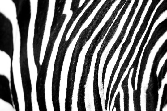 Abstract zebra stripes close-up in black and white