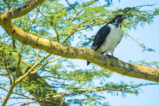 Augur Buzzard perched on a tree branch in Nakuru, Kenya