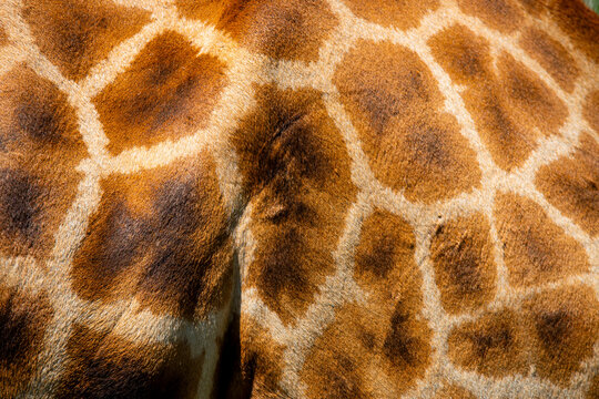 Close-up of a Giraffe's Unique Patterned Skin in Nakuru, Kenya