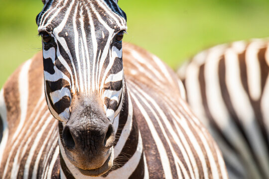 Close-up of a Zebra's face in Nakuru, Kenya