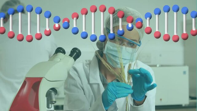 Animation of dna strand over caucasian female scientist holding wheat in lab