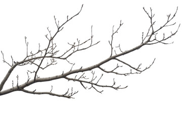 Fototapeta premium A detailed close-up image of a bare tree branch against a transparent background, perfect for nature and minimalist design contexts.