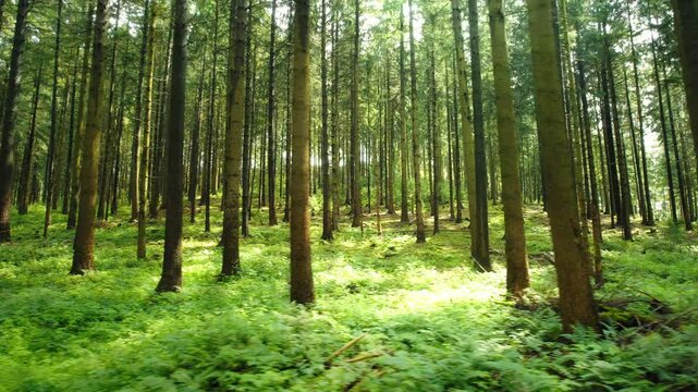 Tall slender trees form a dense forest canopy with sun rays peeking through, illuminating woods floor. International Day of Forests.