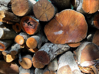 View of dry wood logs. Close-up. Nature background.