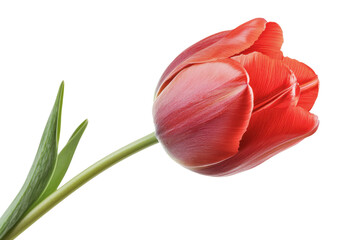 A vibrant red tulip isolated on a transparent background. captured in full bloom with lush green leaves. Perfect for spring-themed designs and decor.