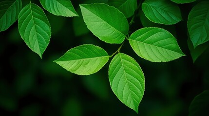 Lush Green Leaves Branching Out Against Dark Background