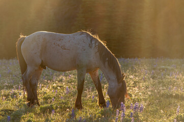 Beautiful Wild Horse in the Pryor Mountains Montana in Summer