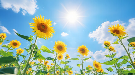 Vibrant Shot of a Field of Blooming Sunflowers Facing the Sun Under a Bright Blue Sky with Scattered White Clouds