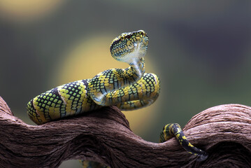 Wagler's pit viper on tree branch