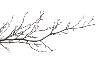 Close-up of a bare tree branch with small buds against a transparent background. representing nature's changing seasons and the beginning of new growth.
