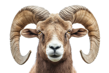 Close-up of a bighorn sheep with large, curved horns against a transparent background. showcasing the animal's features and details.