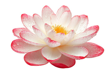 Fototapeta premium Close-up of a beautiful white and pink lotus flower bloom, showcasing delicate petals and detailed textures.
