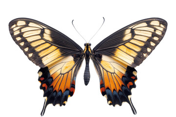 Close-up of a vibrant butterfly with intricate wing patterns, isolated on transparent background. showing colorful details and elegance.
