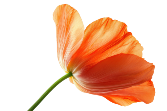 Close-up of an elegant orange tulip on a transparent background. showcasing delicate petals and vibrant colors. Perfect for nature and flower themes.