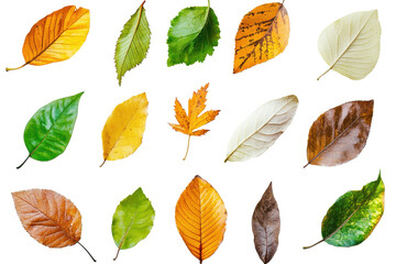Obraz premium Collection of colorful autumn leaves isolated on a transparent background. showcasing various shapes and vibrant fall colors.