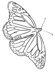 Monarch Butterfly Sketch