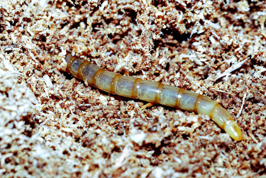 the larva of the beetle looks like a worm in the sawdust of an old fallen tree