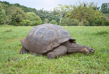 Fototapeta premium Galapagos giant tortoise eating grass, selective focus, Galapagos Islands, Ecuador.