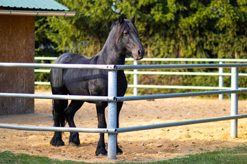 A black horse stands outside in a paddock

