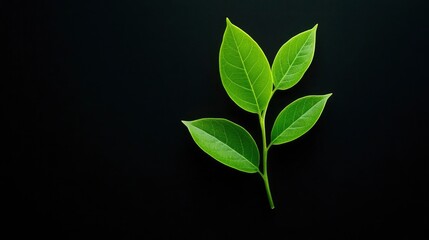 Obraz premium Green Leaves on Black Background