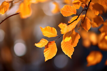 autumn leaves in the sun