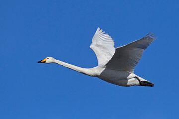 Whooper swan (Cygnus cygnus)