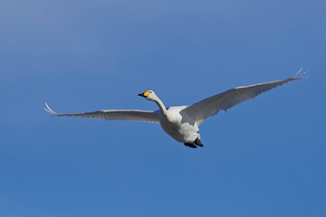 Whooper swan (Cygnus cygnus)