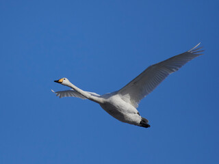 Fototapeta premium Whooper swan (Cygnus cygnus)