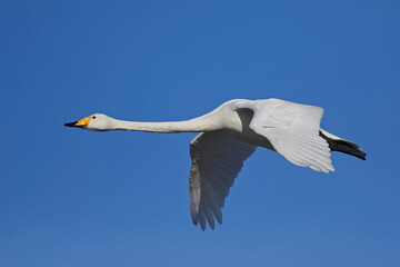 Whooper swan (Cygnus cygnus)