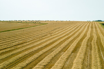 Fototapeta premium Aerial view of a field after harvest with straw lines from the combine harvester, showing a detailed pattern.