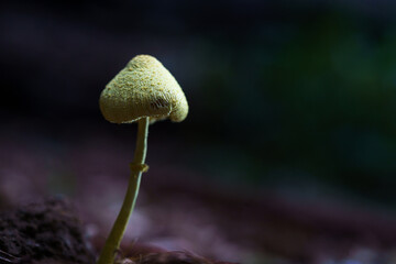 Petit champignon dans la forêt